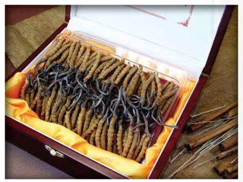 木垒冬虫夏草回收